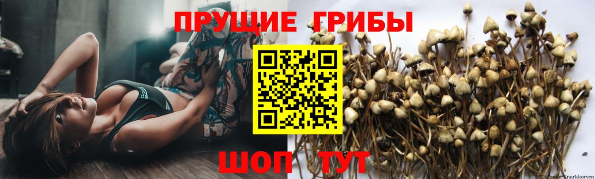 Галлюциногенные грибы Psilocybine cubensis  наркотики  Красногорск 